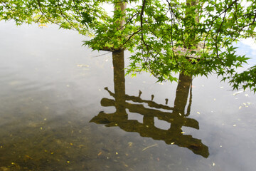 大分県・湯布院の金鱗湖に写り込む鳥居と青紅葉
