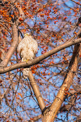 A Eurasian sparrowhawk perched on a branch of a tree outdoors.