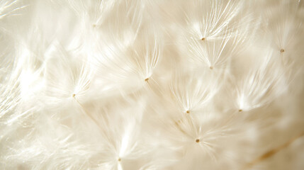 Closeup of a White Dandelion Seed Head Against a Soft Blurred Background