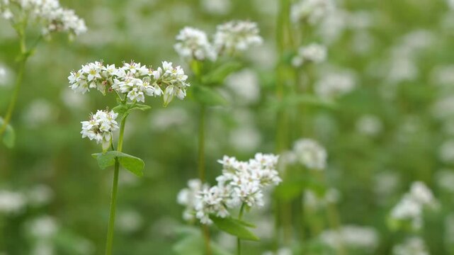 そばの花のクローズアップ 5倍スローモーション