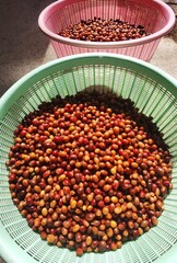Fresh coffee bean in basket