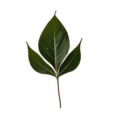 Fototapeta premium Single leaves isolated white background PNG