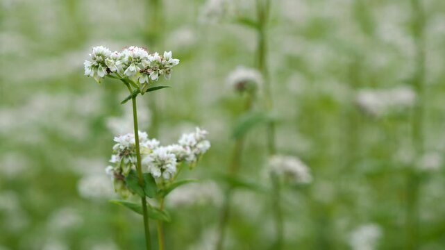 そばの花のクローズアップ 5倍スローモーション