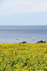 鹿児島県長島町のひまわりと灯台
