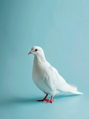 Fototapeta premium White dove standing against a light blue background.