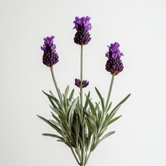 Obraz premium Lavender flower arrangement on white background studio shot botanical beauty purple blossoms floral design aromatic plant