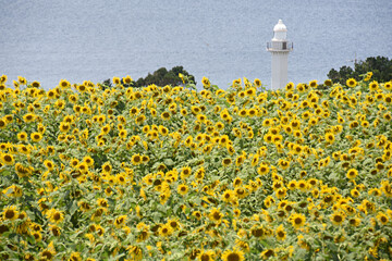鹿児島県長島町のひまわりと灯台
