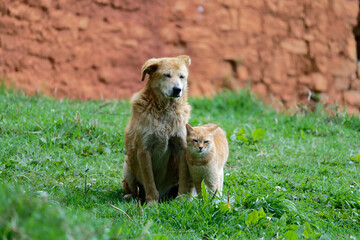 dog and cat on the grass