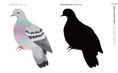 鳩やドバト(カワラバト)などの野鳥シルエットとリアルなカラーベクターイラスト：ハトのエサやり禁止・注意などにも使える