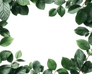 Fototapeta premium Green Leaf Frame on Transparent Background, PNG