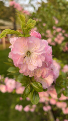 Close-up of a Chinese almond blossom - Gros plan sur une fleur d'un amandier de Chine