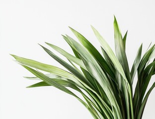 Fototapeta premium Close-up of vibrant green leaves, elegantly arranged against a plain white backdrop. Fresh, healthy foliage, displaying various shades of green and subtle variegation