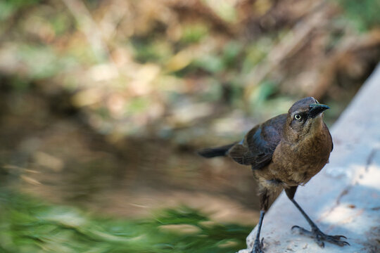 A female great-tailed grackle stands alert on a stone edge by a stream, gazing directly at the camera with an intense, curious expression.