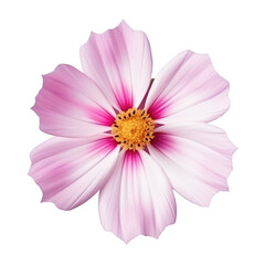 Natural Cosmos Flower with Gradient Color from Pink to Purple on Transparent Background