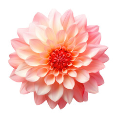 Natural Dahlia Flower with Gradient Pink to Orange Petals on Transparent Background