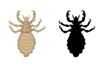 Obraz premium Head louse insect and its silhouette isolated on white background