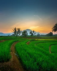 Selbstklebende Fototapeten indonesia beauty landscape paddy fields in north bengkulu natural beautiful morning view from Indonesia of mountains and tropical forest © rahmadhimawan