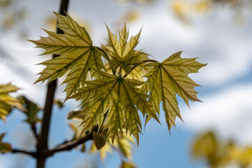 yellow leaves against blue sky