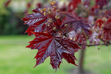 red maple leaves