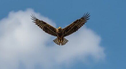 Obraz premium Eagle in Flight Against Blue Sky and Clouds