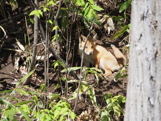 キタキツネの仔がいる風景