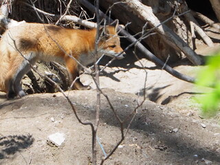 キタキツネの仔がいる風景