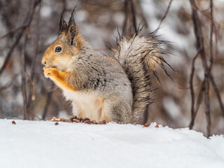 The squirrel in winter sits on white snow.