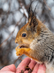 Obraz premium Squirrel eats nuts from a man's hand. Caring for animals in winter or autumn.