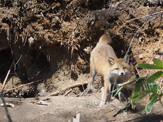 キタキツネの仔がいる風景