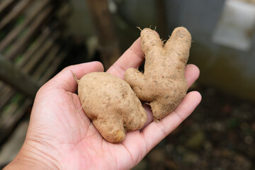 ubi gembili or Dioscorea esculenta have many health benefits, including reducing cholesterol,...