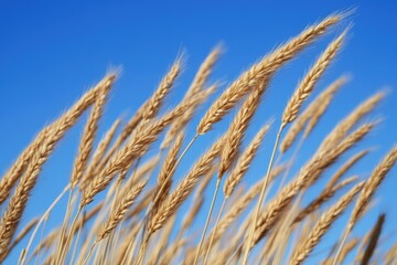 Fototapeta premium Golden wheat stalks sway gently in a vibrant blue sky