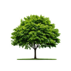 A vibrant green tree with a full canopy stands tall and proud on isolated background