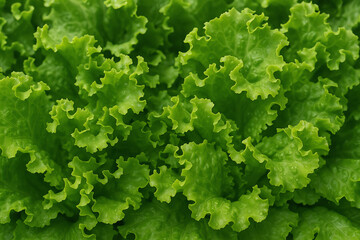 green lettuce background. fresh green lettuce, top view