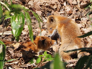 無邪気な子ぎつね