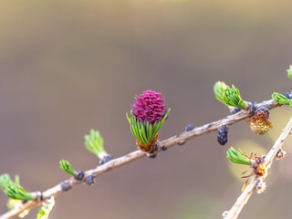 Larch tree fresh pink cones blossom at spring on nature background