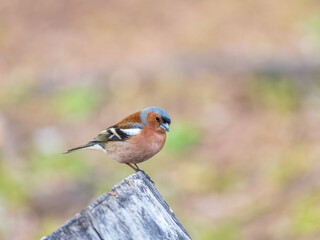 Common chaffinch, Fringilla coelebs, sits on a tree. Common chaffinch in wildlife.