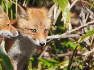 無邪気な子ぎつね