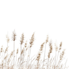 Fototapeta premium Detailed view of pampas grass plumes and stems in a field, showcasing their texture and arrangement, isolated on transparent background