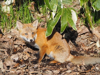 無邪気な子ぎつね