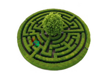Green hedge maze with tree aerial view isolated on transparent background