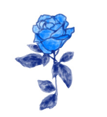 beautiful rosebud, watercolor illustration. hand drawing