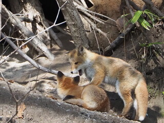 無邪気に遊ぶ仔狐