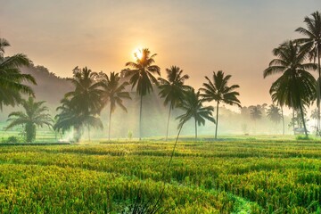 Fototapeta premium indonesia beauty landscape paddy fields in north bengkulu natural beautiful morning view from Indonesia of mountains and tropical forest