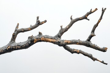 A gnarled, lichen-covered branch extends against a stark white background, showcasing the beauty of nature's decay.