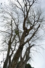 A structure of dead tree branches silhouette with clear grey blue sky