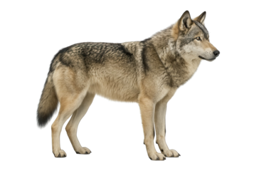 Side view of gray wolf standing alert, isolated on transparent background, generative ai