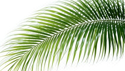 Obraz premium Tropical Green Palm Leaf Isolated on Transparent Background PNG Format