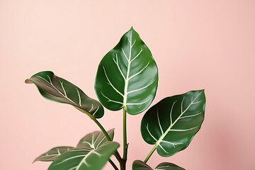 Close up of alocasia green shield plant with white veins on pink background indoor houseplant photography 