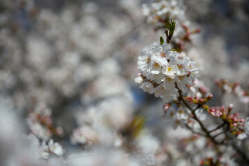 神奈川の桜