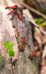 Red bugs with black spots on a trunk in sunny forest close up view